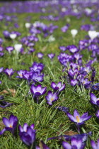 Low angled view of Crocuses growing wild amongst grass in public park.