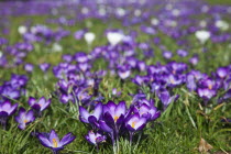 Low angled view of Crocuses growing wild amongst grass in public park.