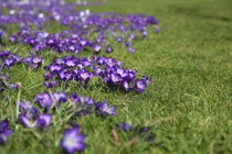 Low angled view of Crocuses growing wild amongst grass in public park.