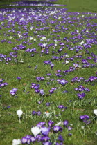 Low angled view of Crocuses growing wild amongst grass in public park.