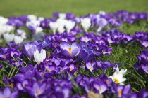 Low angled view of Crocuses growing wild amongst grass in public park.