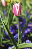 Tulip amongst bed of pansies.