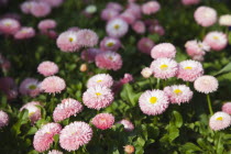 Mass of pink Bellis Perennis daisies growing wild.