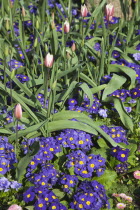 Tulips amongst bed of pansies.