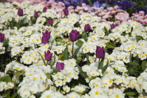 Garden with abundance of colourful Tulip and Primrose flowers