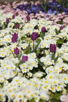 Garden with abundance of colourful Tulip and Primrose flowers