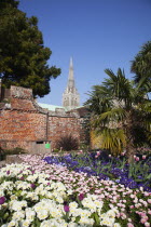 England, West Sussex, Chichester, Garden with abundance of colourful Tulip and Primrose flowers and Cathedral Spire behind.