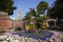 England, West Sussex, Chichester, Garden with abundance of colourful Tulip and Primrose flowers and Cathedral Spire behind.
