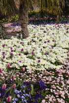 Garden with abundance of colourful Tulip and Primrose flowers