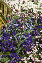 Garden with abundance of colourful Tulip and Primrose flowers