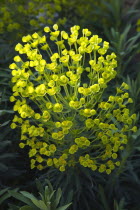 Close up of Spurge flowers, Euphorbia Amygdaloides Robbaie.