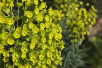 Close up of Spurge flowers, Euphorbia Amygdaloides Robbaie.