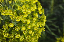 Close up of Spurge flowers, Euphorbia Amygdaloides Robbaie.