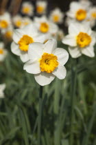 Wild Daffodils growing in public parkland.