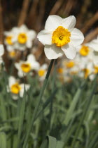 Wild Daffodils growing in public parkland.