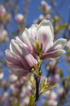 Close up of flowering Pink Magnolia soulangeana tree.