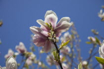 Close up of flowering Pink Magnolia soulangeana tree.