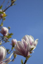 Close up of flowering Pink Magnolia soulangeana tree.