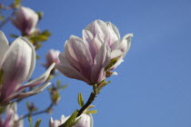 Close up of flowering Pink Magnolia soulangeana tree.