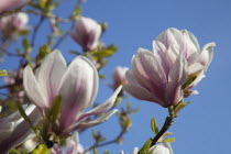 Close up of flowering Pink Magnolia soulangeana tree.