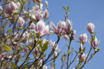 Close up of flowering Pink Magnolia soulangeana tree.