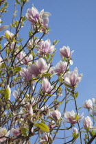 Close up of flowering Pink Magnolia soulangeana tree.