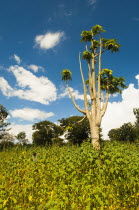 Burundi, Kirundo, Tree growing in a field of sunflowers, small boy in background.