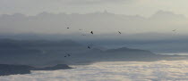 Nepal, Nagarkot, View across clouded Kathmandu valley towards Himalayan mountains, birds of prey soaring on air currents.