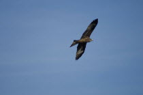 Nepal, Nagakot, Himalayan Eagle soaring in sky above Kathmandu valle.