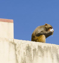 Nepal, Kathmandu, Monkey sitting on wall eating from discarded rubbish at the Swayambunath Monkey Temple.