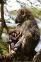 Kenya, Lake Nakuru National Park, Olive Baboon mother and her young.