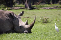 Kenya, Lake Nakuru National Park, White Rhinoceros.