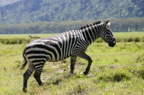 Kenya, Lake Nakuru National Park, Plains Zebra.