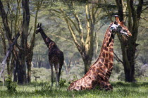 Kenya, Lake Nakuru National Park, Rothschild giraffe.