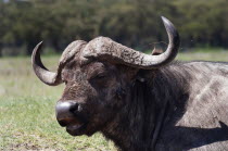 Kenya, Lake Nakuru National Park, African Buffalo.