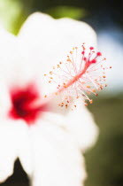 Plants, Flowers, White Hibiscus flower with detail of vivid red pistil and stamen.