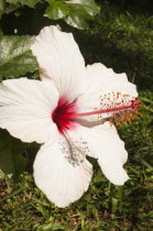 Plants, Flowers, White Hibiscus flower with detail of vivid red pistil and stamen.