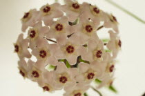 Plants, Flowers, Close up of head of white Hoya flowers, green leaves behind.