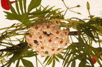 Plants, Flowers, Close up of head of white Hoya flowers, green leaves behind.