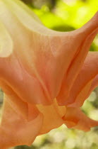 Plants, Flowers, Close up of the trumpet flower of the datura sauveolens or 'angel tears'.