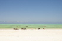 Tanzania, Zanzibar, Paje, Cows walking along the golden sands of the shoreline.