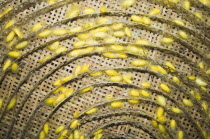 Cambodia, Siem Reap, The vivid yellow cocoons of silk worms ready to be harvested, a stage in the farming and making of silk.