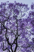 Portugal, Estremadura, Lisbon, Detail of Jacaranda tree.