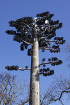 Communication Tower Mast disguised as Pine Tree against deep blue sky, Gwynedd, North Wales, UK.