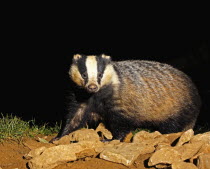 Adult European Badger, Meles meles, Foraging for food amongst rocks at night.