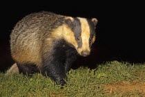 Badger, Meles meles, Foraging For Food At Night, In Field, September, North Cotswolds, England, UK.