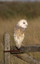 Barn owl, Tyto alba, Perched On Old Farm Gate in field,  South West, England, UK. 