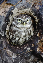 Little owl, Athene noctua,  Perched in hole of tree, South West, England, UK.