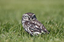 Little owl, Athene noctua, Standing on ground in grass, North Yorkshire, England, UK.