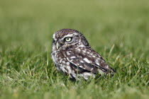 Little owl, Athene noctua, Standing on ground in grass, North Yorkshire, England, UK.